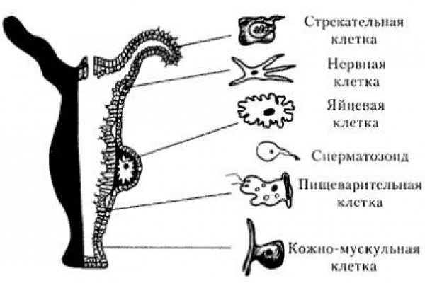 Кракен даркнет плейс