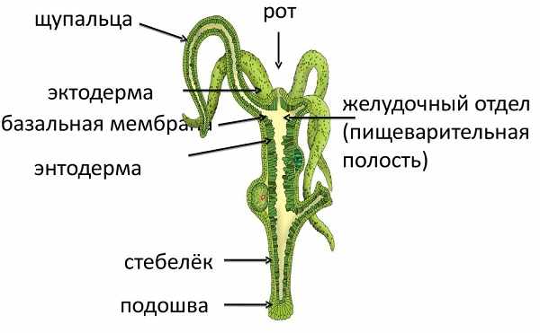 Дарк нет кракен